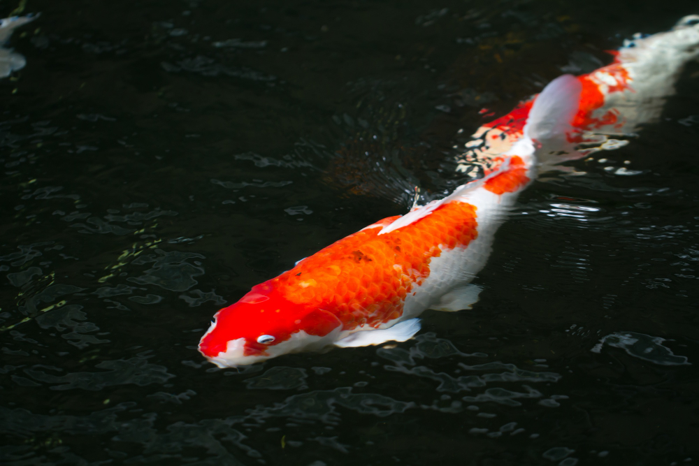 pemicu ikan koi lemas