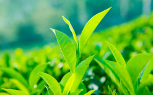 Daun teh hijau