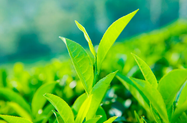 Daun teh hijau