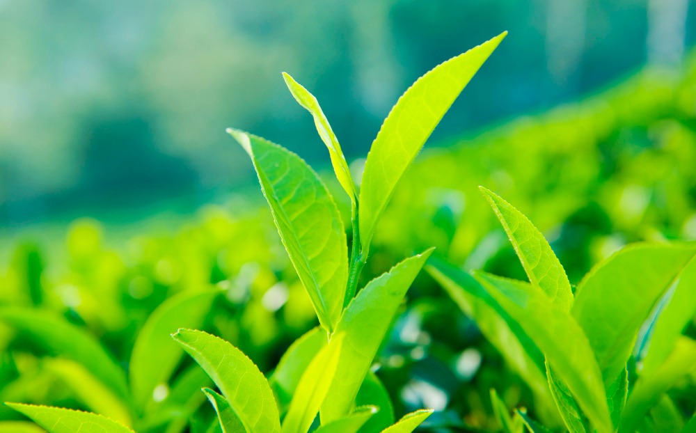 Daun teh hijau