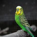 Burung parkit