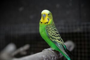 Burung parkit