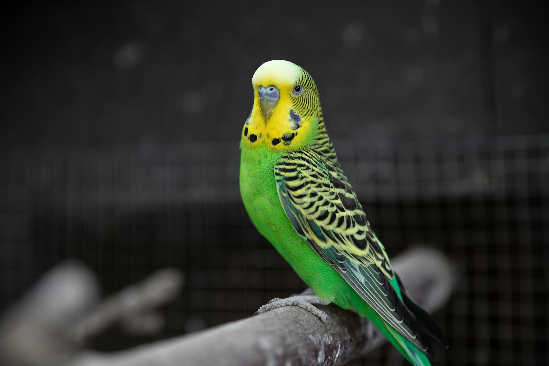 Burung parkit