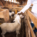 Peternakan domba