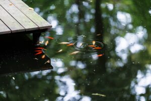 tips memberi makan ikan