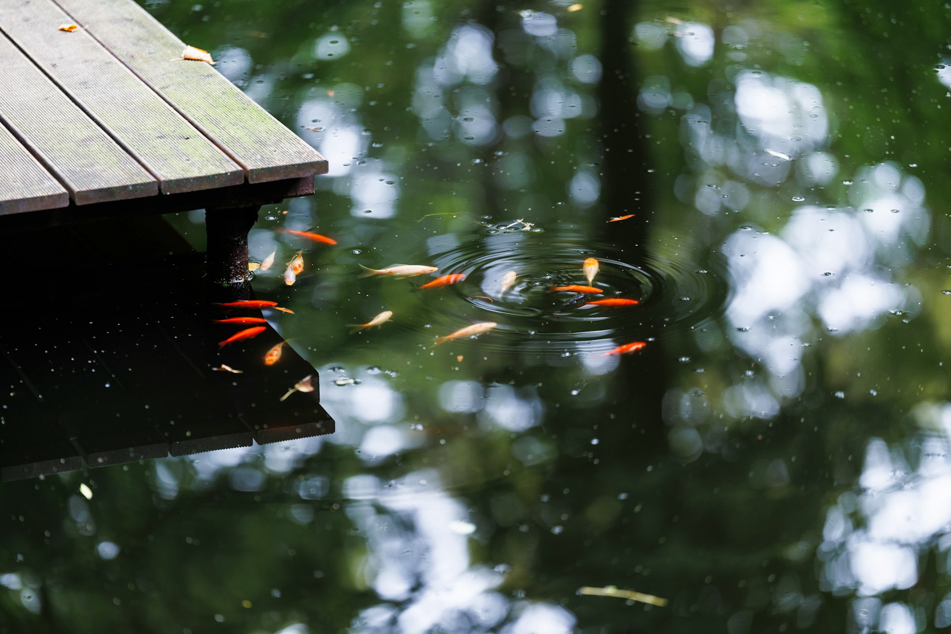 tips memberi makan ikan